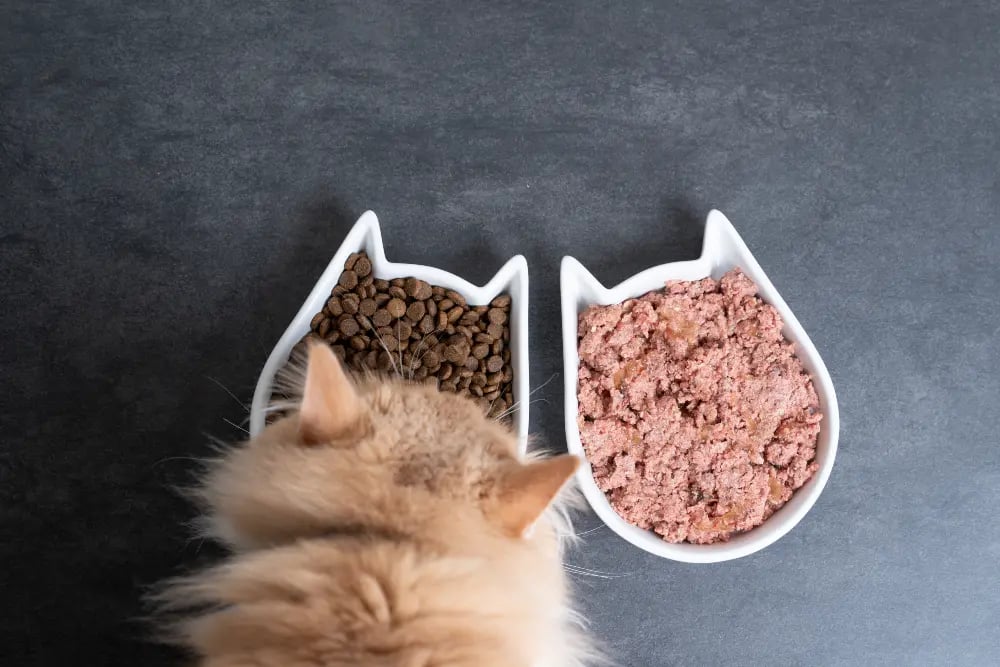 Can I Feed My Cat Only Wet Food The Pros and Cons of Wet Cat Food